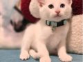 Yeni evime gitmek istiyorum