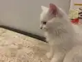 Yavru pamuk gibi