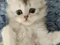 Sütlü/köpüklü/latte