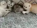 Sütlü/köpüklü/latte