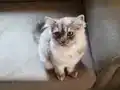 Yavru kedi yeni ailesini ariyo