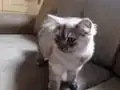 Yavru kedi yeni ailesini ariyo