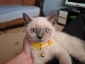 Blue Point British Shorthair ErkekYavru Yuvasını Arıyor
