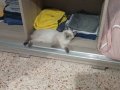Blue Point British Shorthair ErkekYavru Yuvasını Arıyor