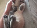 Blue Point British Shorthair ErkekYavru Yuvasını Arıyor