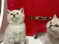 Lynx Point mavi gözlü bebekler