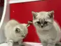Lynx Point mavi gözlü bebekler