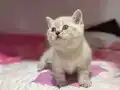 Lynx Point mavi gözlü bebekler