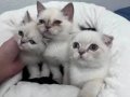 Scottish Fold Oyuncu Bebekler