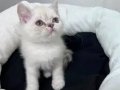 Scottish Fold Oyuncu Bebekler