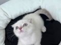 Scottish Fold Oyuncu Bebekler