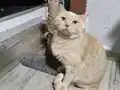 Bal köpüğümü sahiplendiriyorum