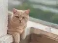 Bal köpüğümü sahiplendiriyorum