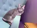 Çocuklarımı sahiplendircem