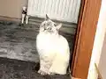 Çocuklarımı sahiplendircem