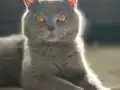 British Shorthair Cedric