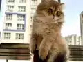 Golden British Longhair Erkek