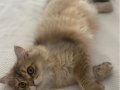 Golden British Longhair Erkek