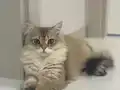 Golden British Longhair Erkek