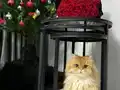 Golden British Longhair Erkek
