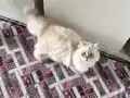 Uysal ev yaşamına uyumlu sessiz sakin