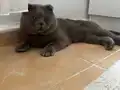 Scottish fold kısırlaştırılmış ömürlük yuva 