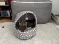 Scottish fold kısırlaştırılmış ömürlük yuva 
