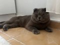 Sahiplendirme Scottish fold 2 yaşında kısır ömürlük yuva arıyor