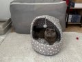 Sahiplendirme Scottish fold 2 yaşında kısır ömürlük yuva arıyor