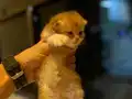 Biritiş longhair Top Kafa 