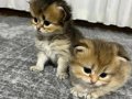 Biritiş longhair Top Kafa 