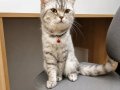 10 Aylık Dişi Silver British Shorthair Kısır Değil 
