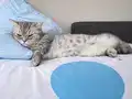 10 Aylık Dişi Silver British Shorthair Kısır Değil 