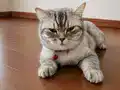 10 Aylık Dişi Silver British Shorthair Kısır Değil 