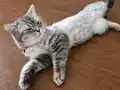 10 Aylık Dişi Silver British Shorthair Kısır Değil 