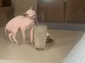 5 Aylık Pespembe