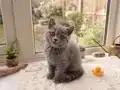 Blue British Shorthair