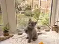 Blue British Shorthair