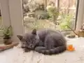 Blue British Shorthair
