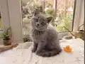 Blue British Shorthair