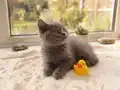Blue British Shorthair