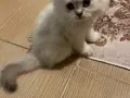 Satılık 2 aylık erkek biritish longhair cins 