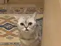 1 yaşına gelmemiş dişi kedi 