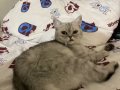 1 yaşına gelmemiş dişi kedi 
