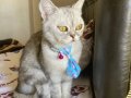 1 yaşına gelmemiş dişi kedi 