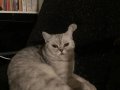 1 yaşına gelmemiş dişi kedi 