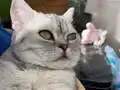 1 yaşına gelmemiş dişi kedi 