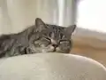 Beni yuvanıza alırmısınız:))