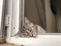 Beni yuvanıza alırmısınız:))