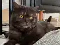 Beni yuvanıza alırmısınız:))